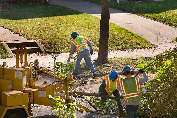 Best Tree Health Inspection  in Glasgow, VA